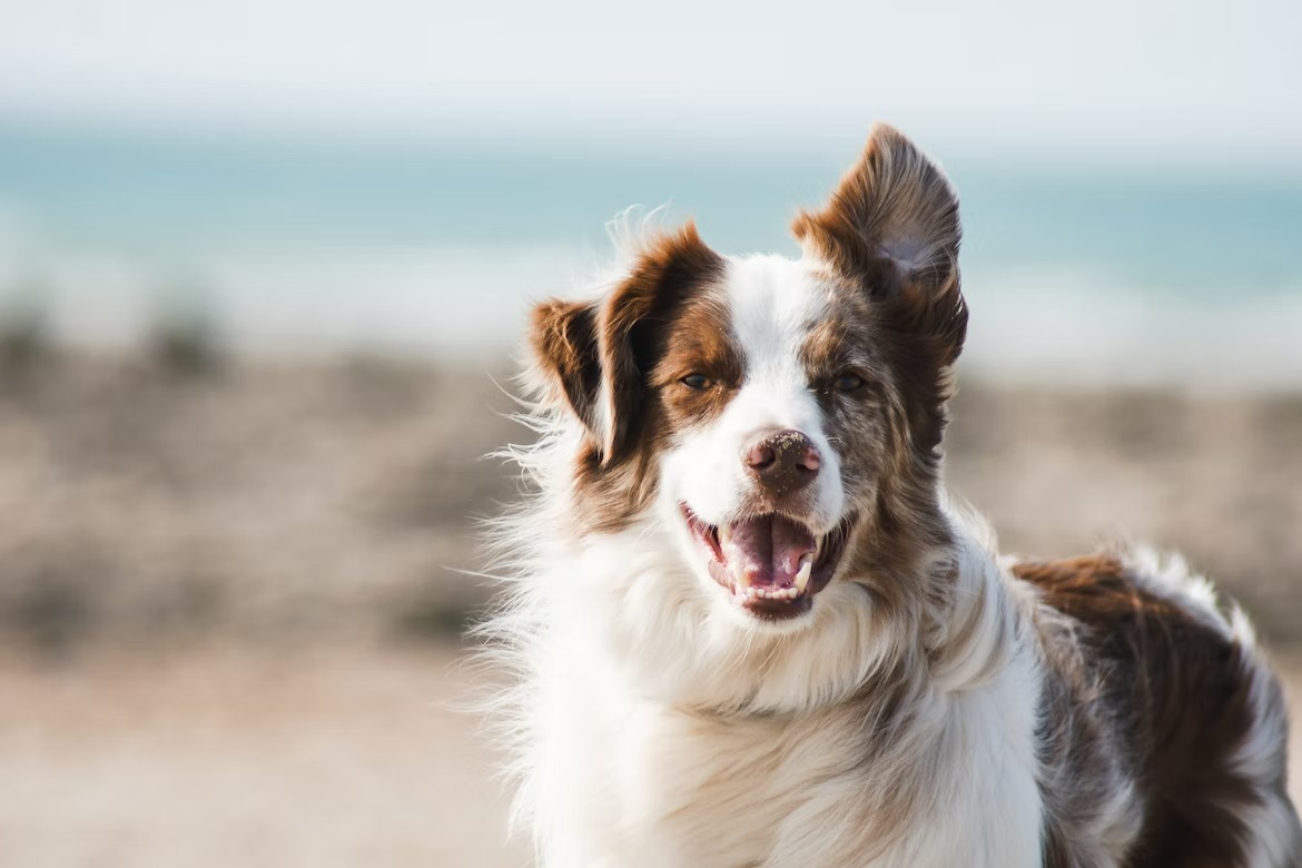 Senior dog showcasing that old dogs can still be trained with patience