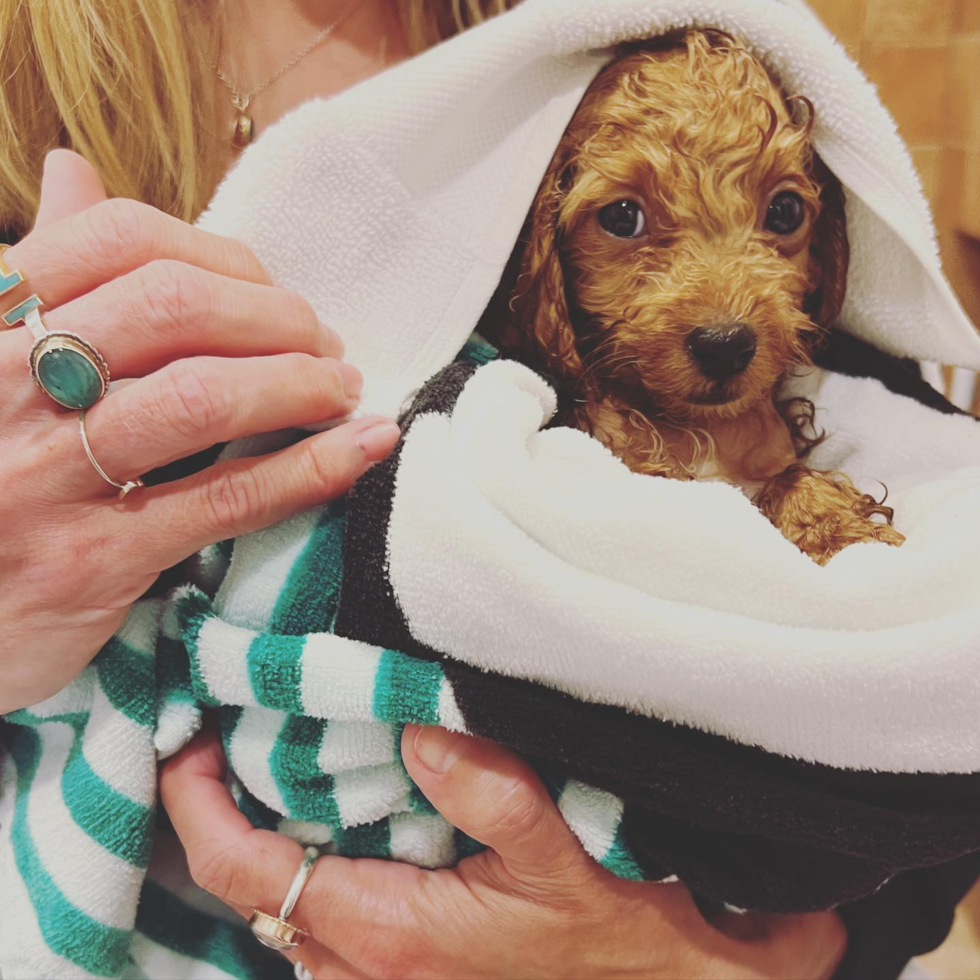 cute Cavapoo after a bath in the hands of a senior woman