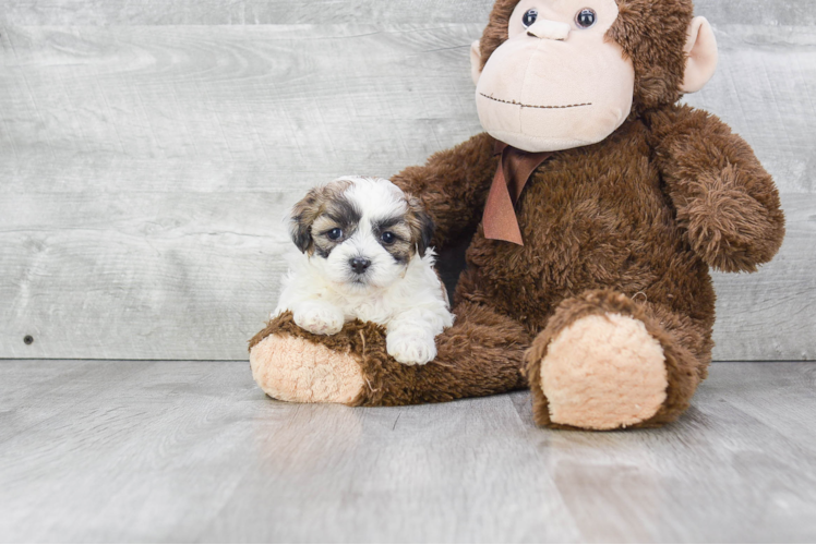 Meet Rossi - our Teddy Bear Puppy Photo 1/5 - Premier Pups