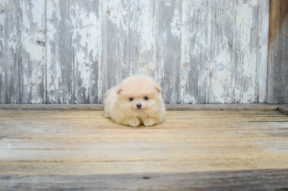 Petite Pomeranian Purebred Puppy