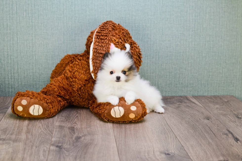 Premier Pups for sale in Ohio Buy or adopt a puppy breed on Premier Pup