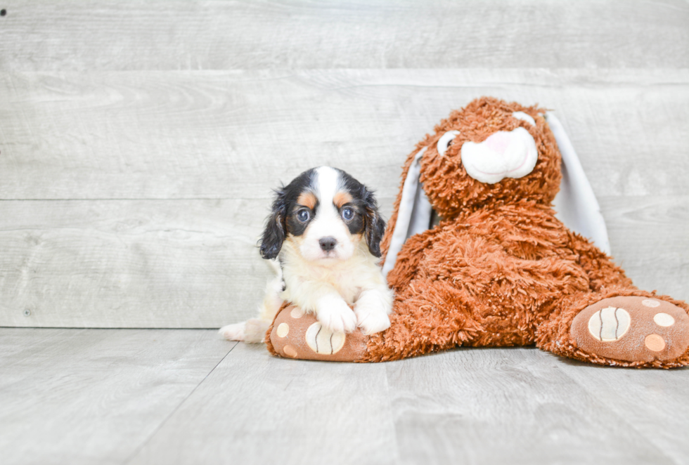 Meet Damion - our Cavalier King Charles Spaniel Puppy Photo 2/3 - Premier Pups