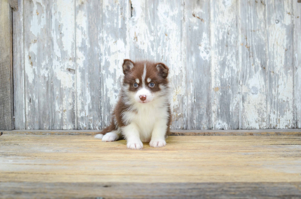 Hypoallergenic Mini Husky Designer Puppy