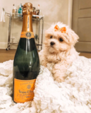 Puppy For Sale Premier Pups Adorable Maltese Purebred Pup