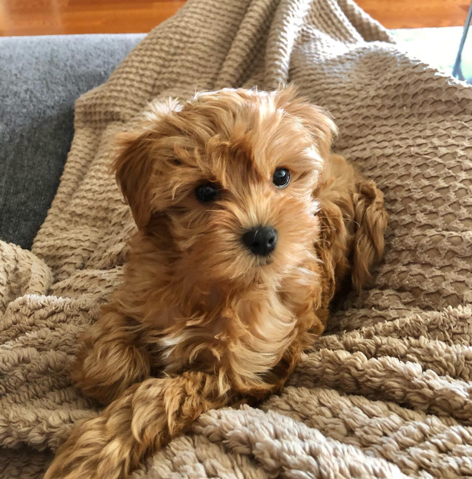 attentive cavapoo 