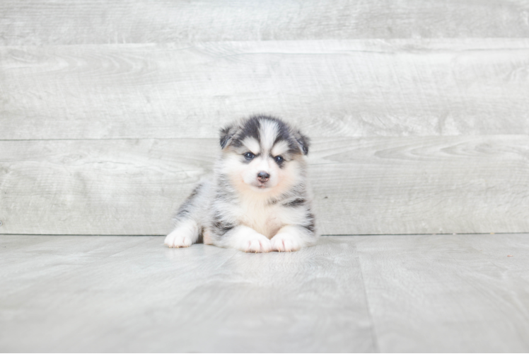 Meet Latoya - our Pomsky Puppy Photo 1/3 - Premier Pups