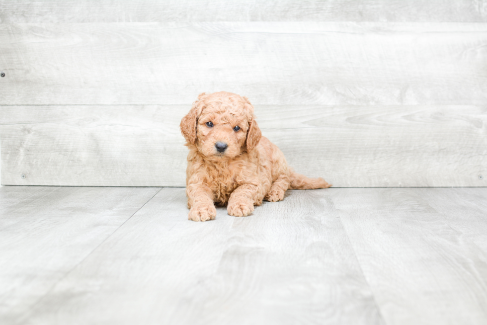 Meet Sergio - our Mini Goldendoodle Puppy Photo 2/3 - Premier Pups