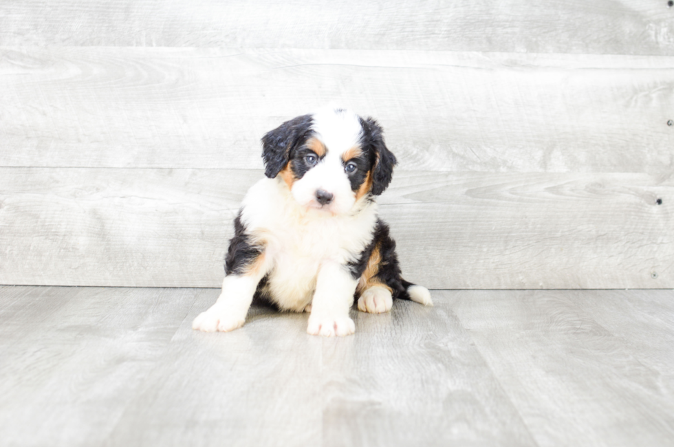 Mini Bernedoodle Puppies For Sale Your Guide To Finding The Perfect Fur Baby - fcpdx6f