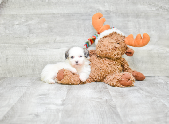 Popular Teddy Bear Designer Pup