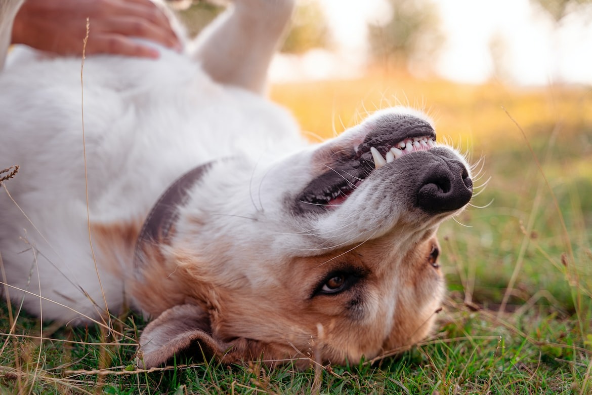 short-coated tan dog showing teeth