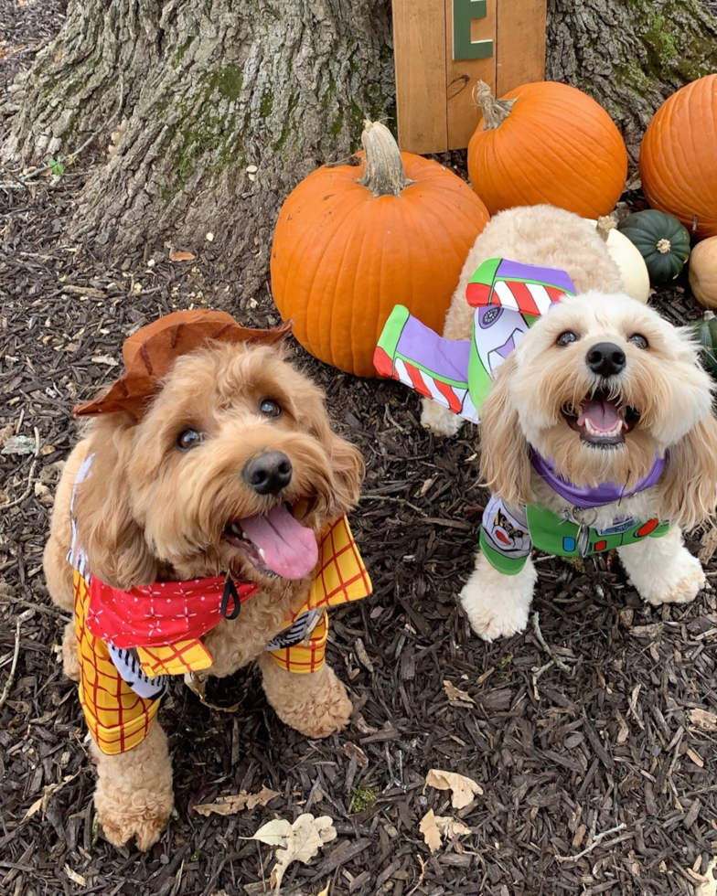 two tan cockapoo dogs wearing halloween costumes and sitting next to a pumpkin display - cockapoo generations