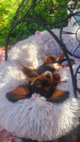 Cavalier King Charles Spaniel Puppy For Sale Premier Pups Cavalier King Charles Spaniel Puppy For Sale Premier Pups
