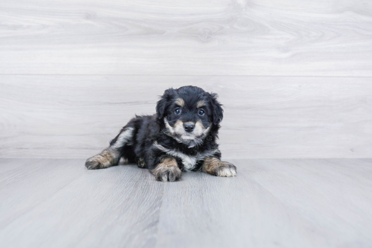 Meet Ritz - our Mini Aussiedoodle Puppy Photo 1/3 - Premier Pups