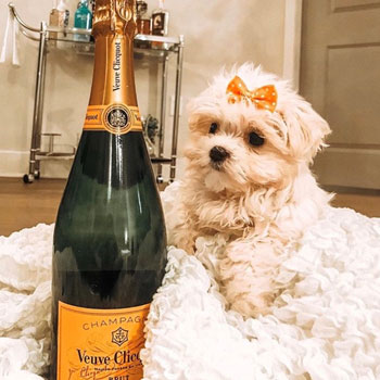 small and fluffy puppy posing near a Champaign bottle