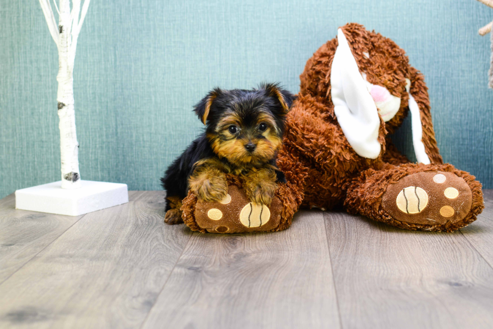 Meet Microteacup-Avery - our Yorkshire Terrier Puppy Photo 