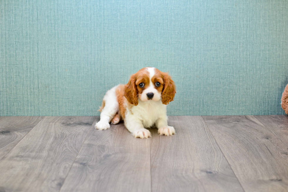 Petite Cavalier King Charles Spaniel Purebred Puppy