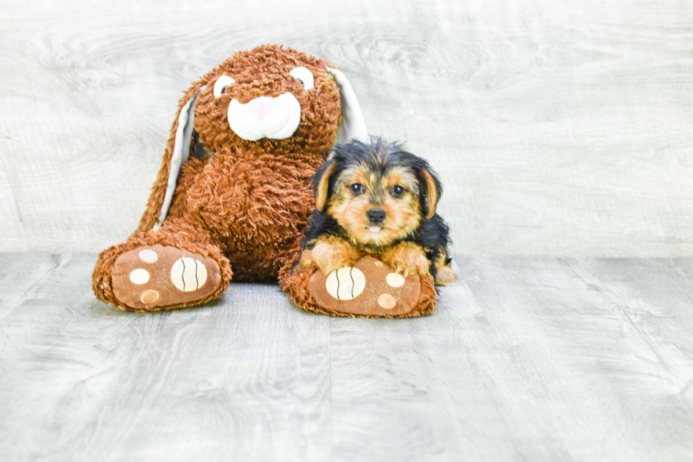 Meet Steph - our Yorkshire Terrier Puppy Photo 