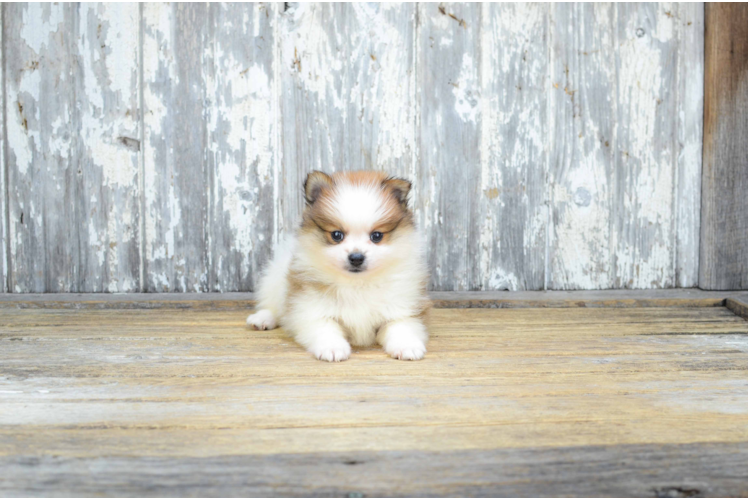 Cute Pomeranian Purebred Puppy