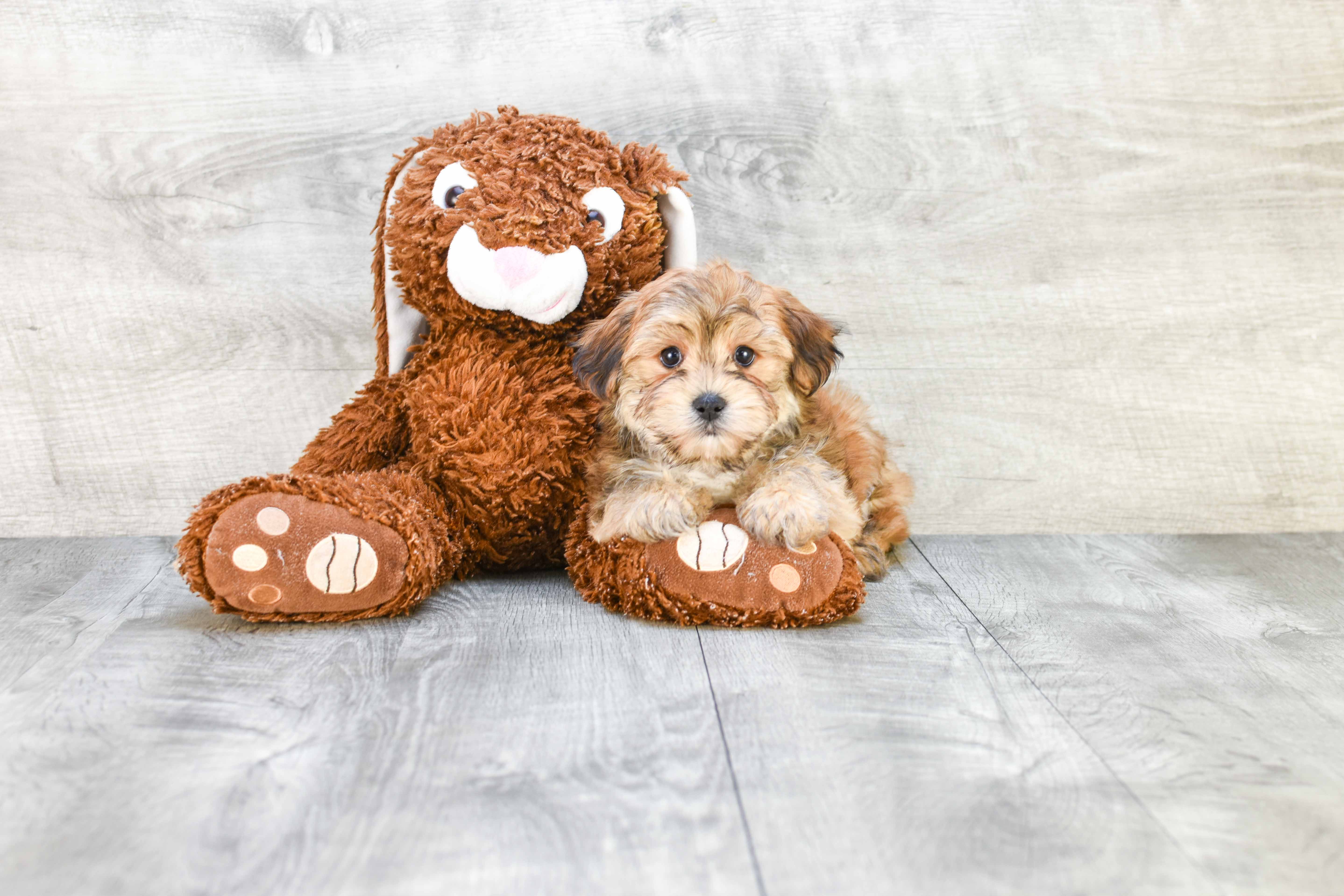 Morkie Puppies For Sale On The Spot Adoption In Ohio US Shipping   8a091170 01b9 441b 81d3 39265fcc2579 