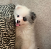 Adorable Pomeranian Purebred Pup