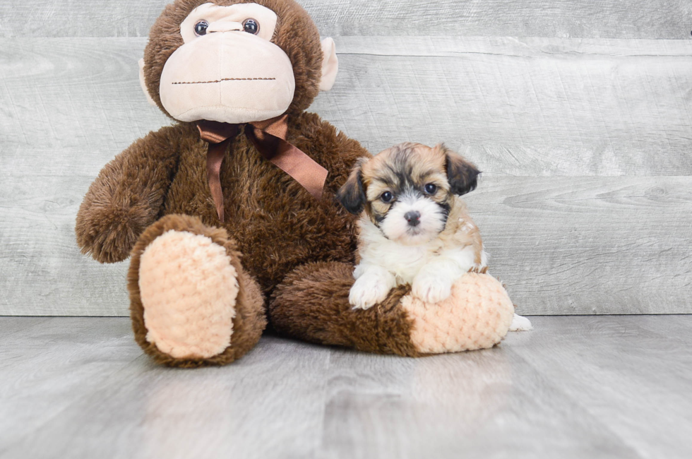 grey teddy dog