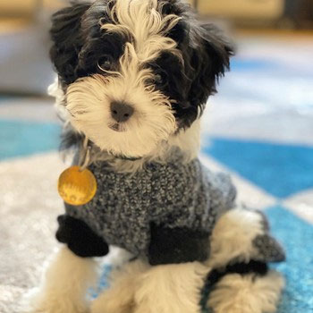 black and white havanese dog wearing a gray and black outfit