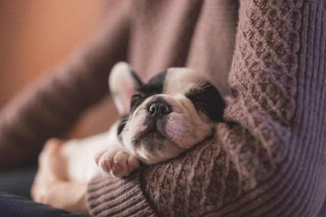 puppy sleeping in arms