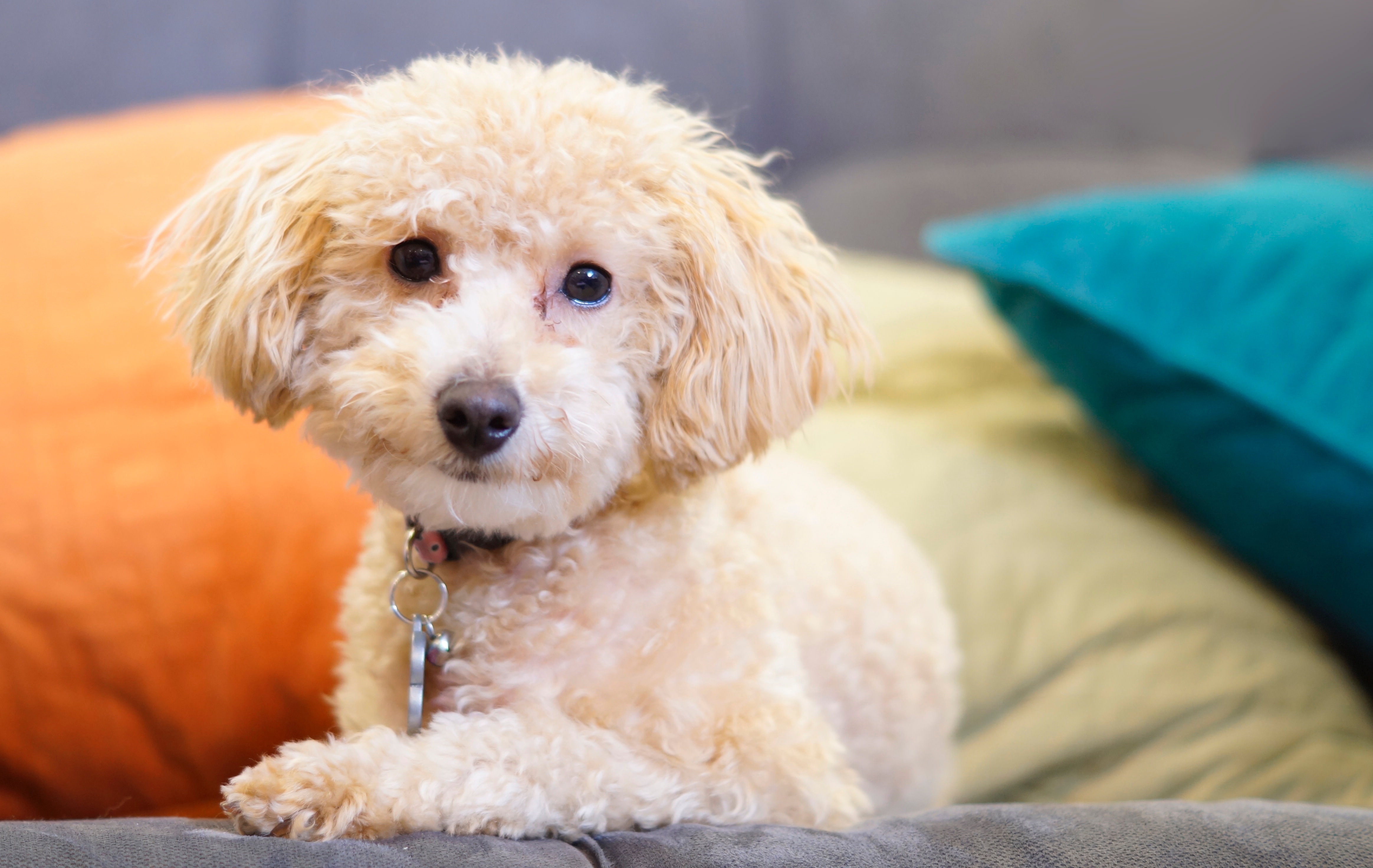 tan mini poodle sitting on a couch