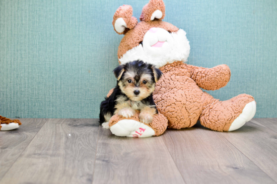 Hypoallergenic Yorkie Designer Puppy