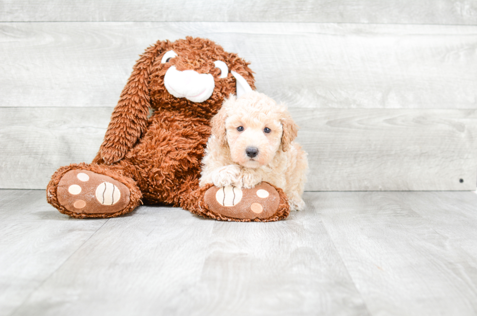 Toy Poodle puppies for sale Small toy puppies for sale in Ohio