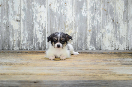 Cute Terrier Mix Baby