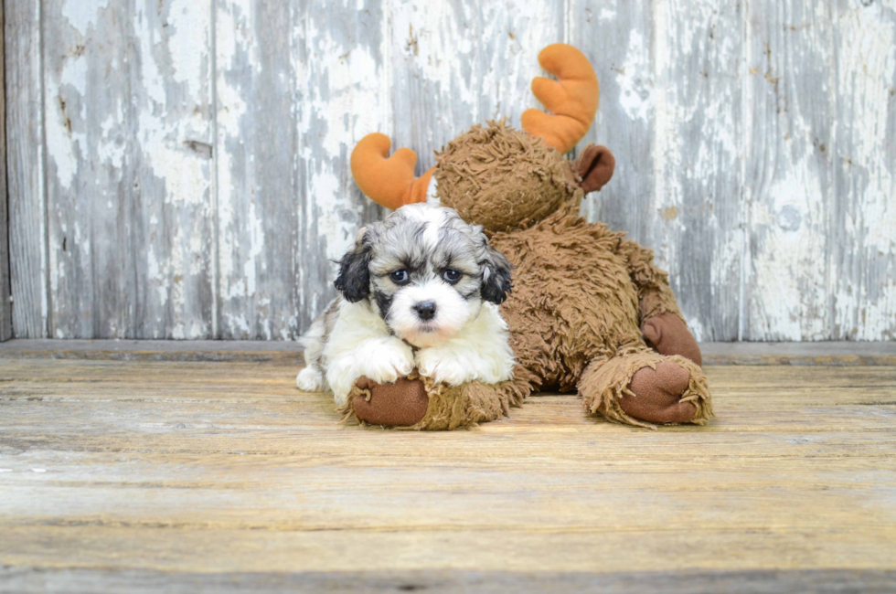 where can i get a teddy bear puppy