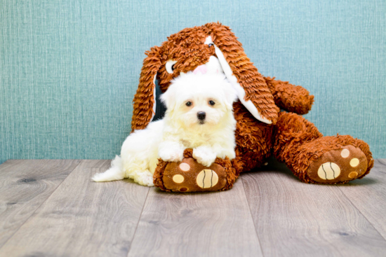 Cute Maltese Purebred Puppy