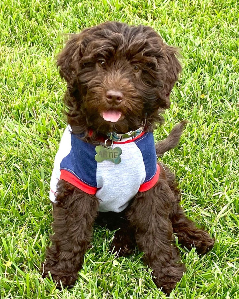 chocolate goldendoodle mini dog sitting on grass outdoors