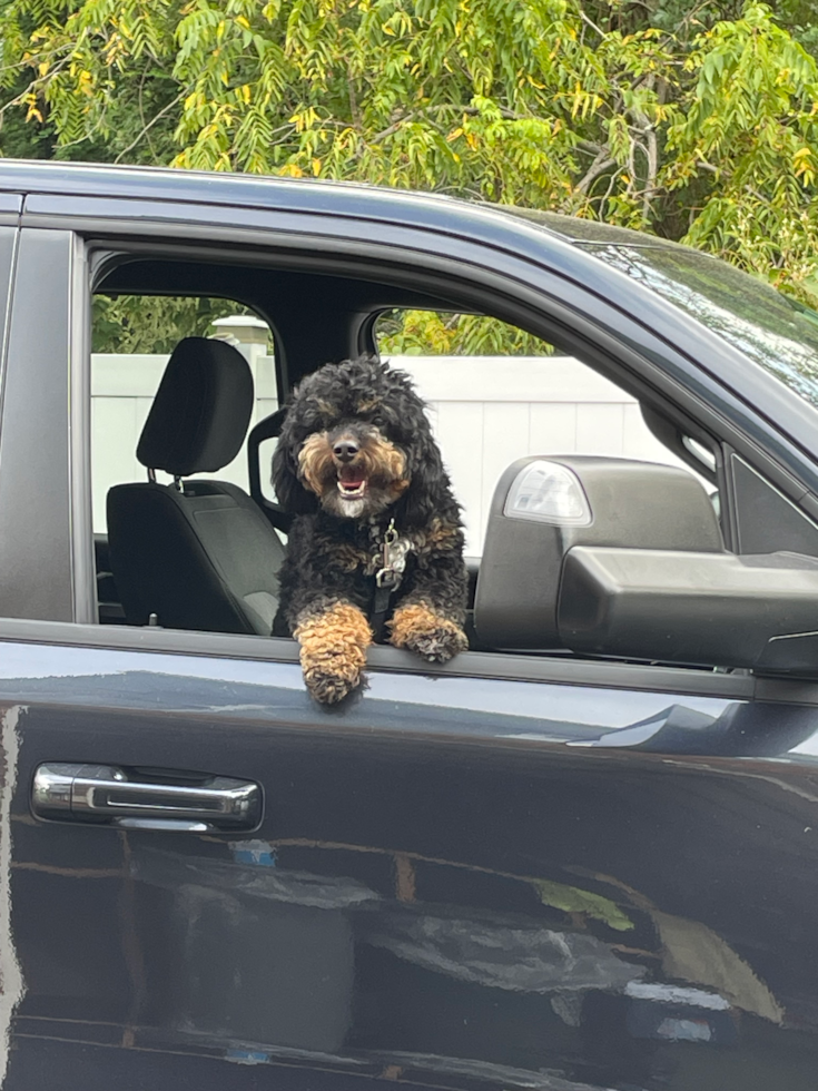 hypoallergenic mini bernedoodle with curly hair hanging outside of a car window - pros and cons of mini bernedoodle generations - premier pups