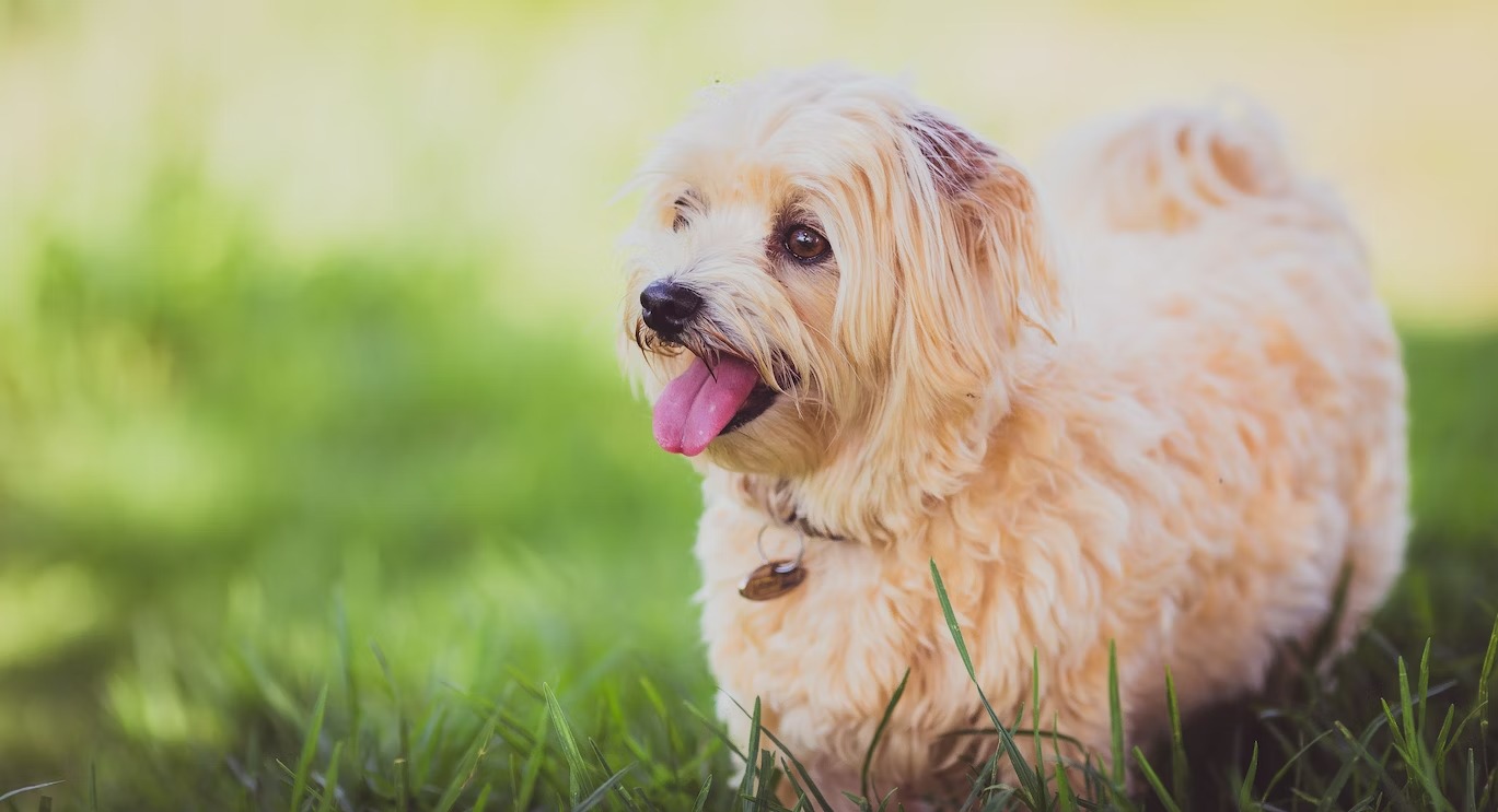 white long coat fur Maltese dog breed