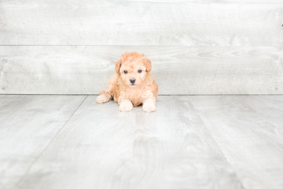 Meet Bliss - our Maltipoo Puppy Photo 4/4 - Premier Pups