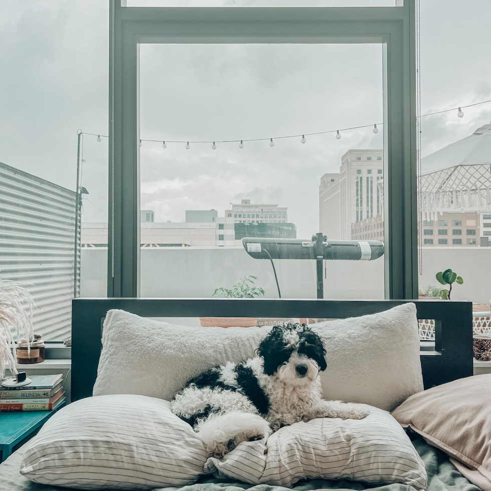 mini bernedoodle dog sitting alone on a couch - are mini bernedoodles prone to separation anxiety 