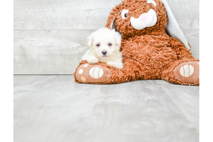 Meet Florence - our Maltipoo Puppy Photo 1/2 - Premier Pups