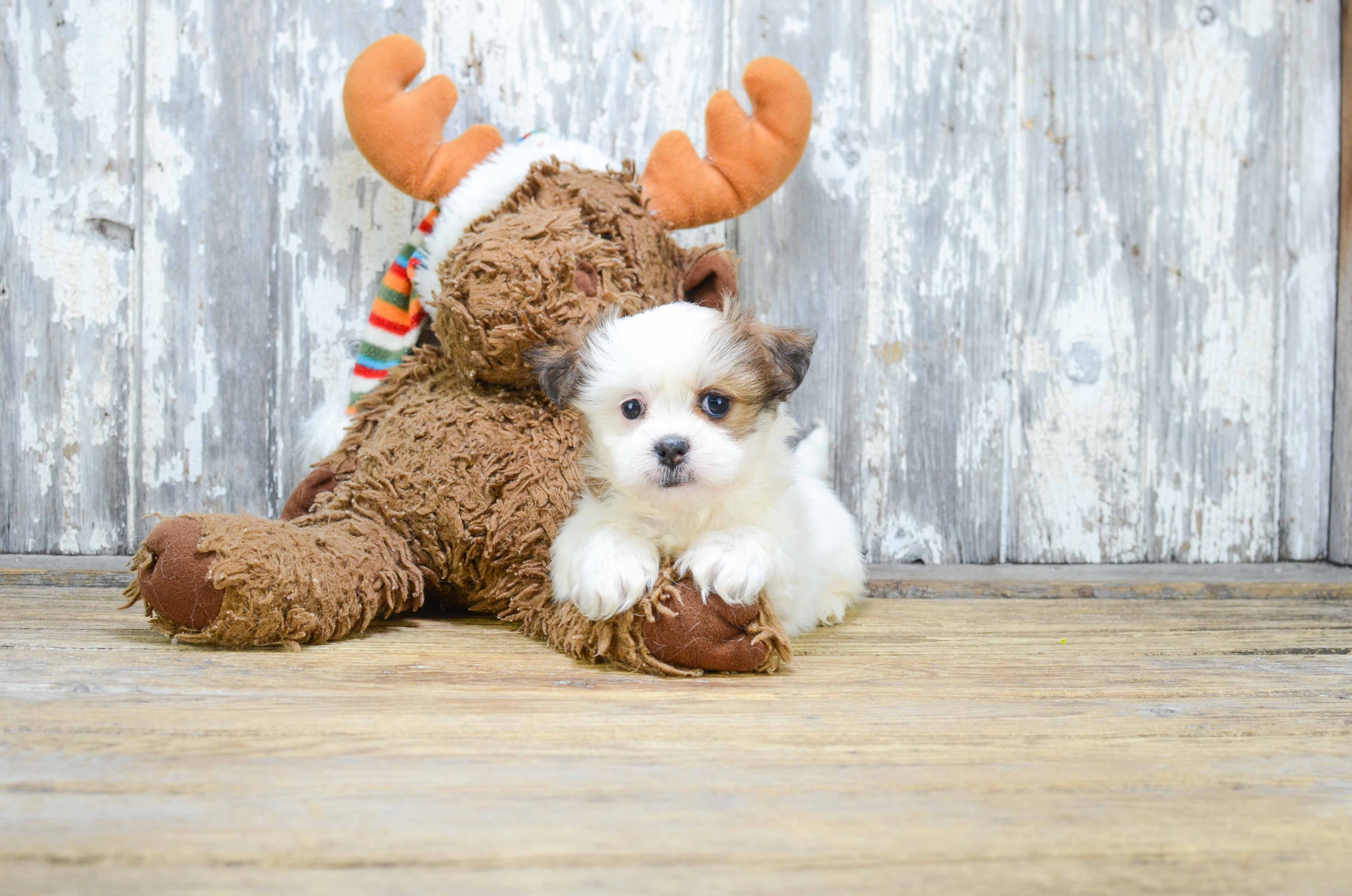 teddy bear puppies teddy bear puppies
