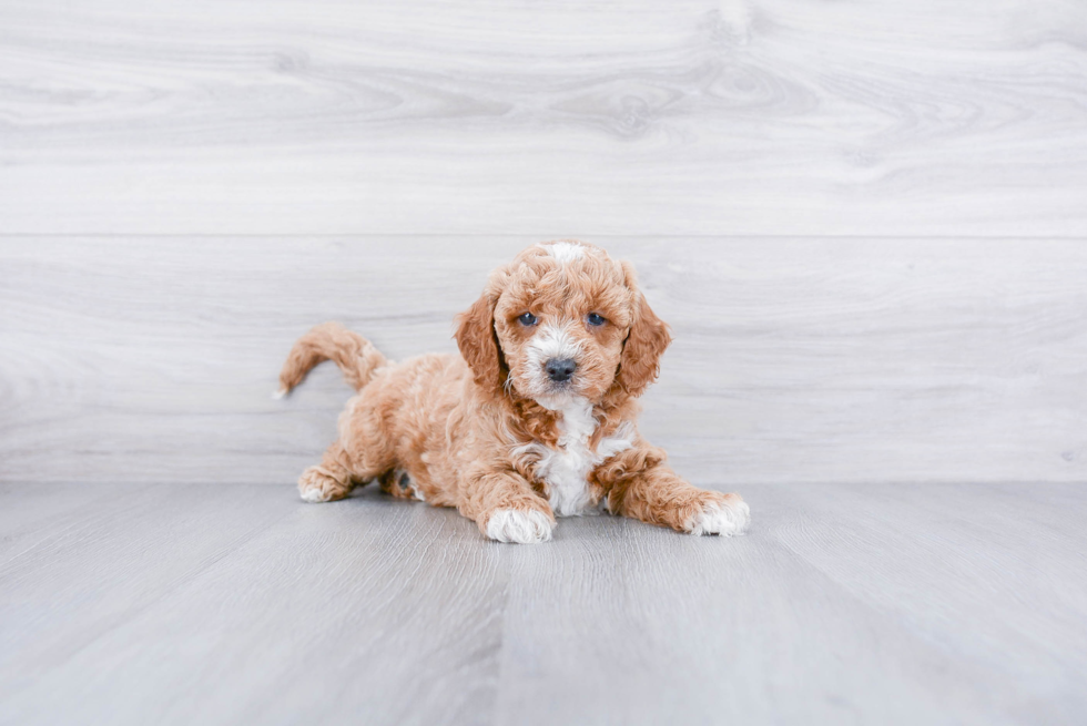 Meet Archer - our Mini Goldendoodle Puppy Photo 3/3 - Premier Pups