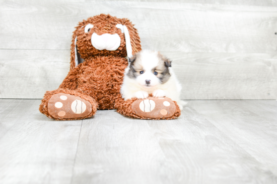 Pomeranian Pup Being Cute