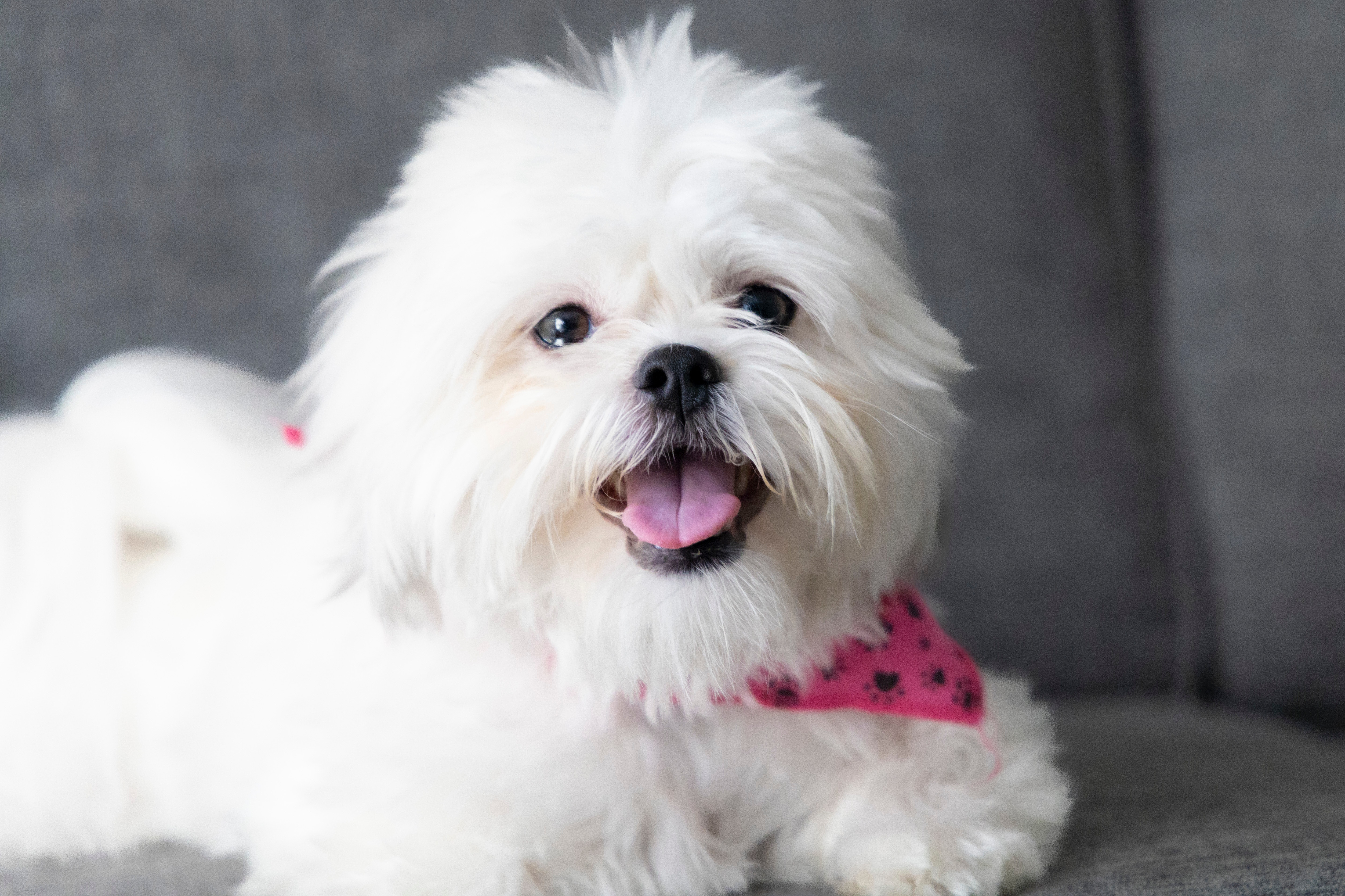 female Maltese dog wearing a pink bandana