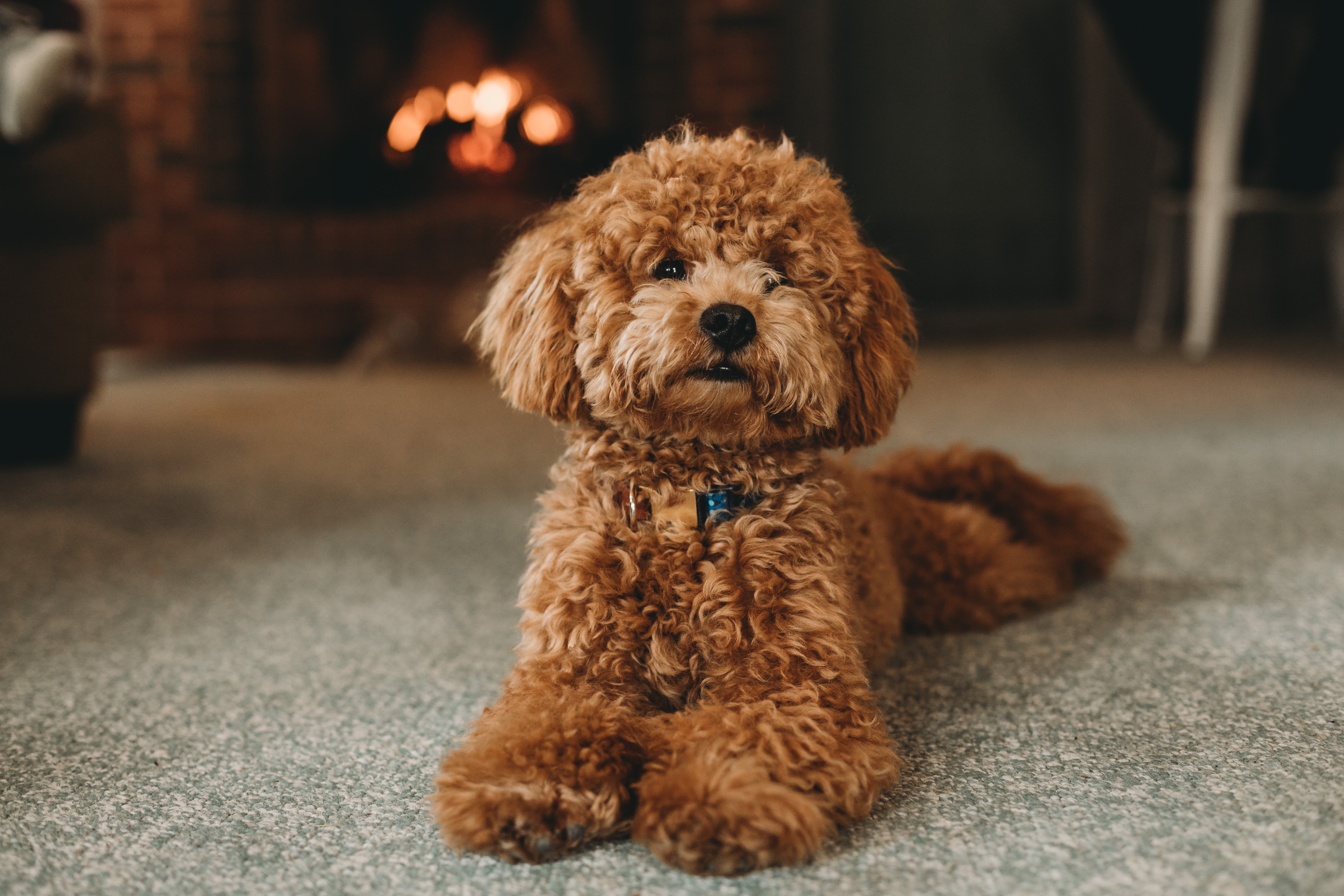 brown mini poodle sitting on the floor