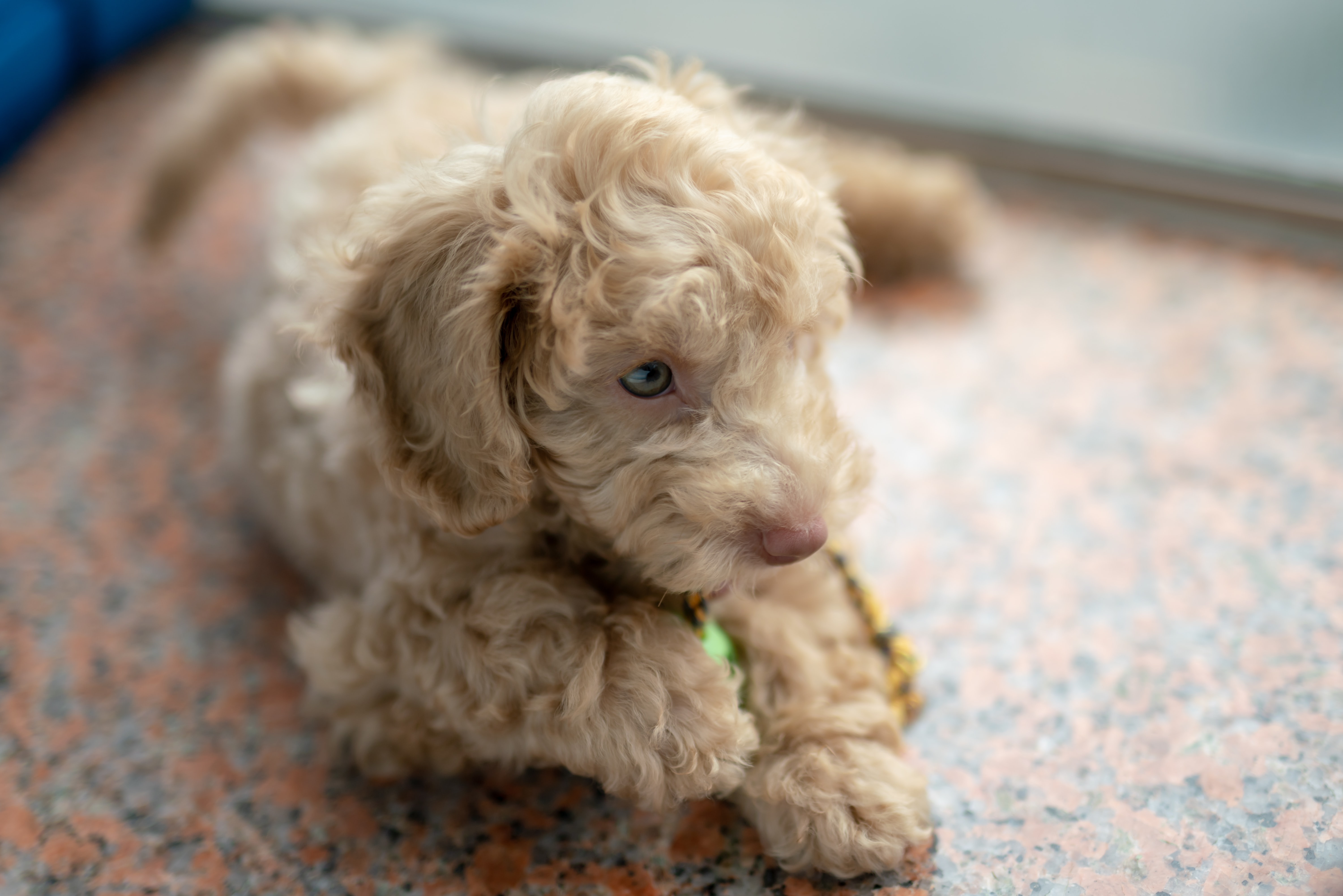 tan poochon with blue eyes