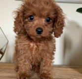 Playful Cavoodle Poodle Mix Pup