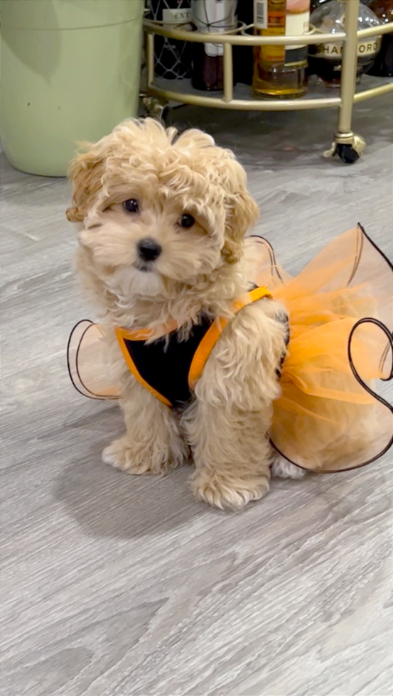 maltipoo dog wearing a bee outfit