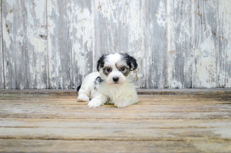Small Morkie Baby