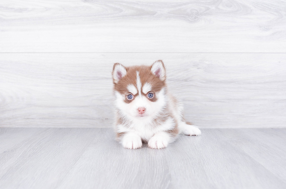 Pomsky puppies for sale | Small cross puppies breeds for sale in Ohio