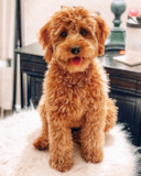 Happy Golden Retriever Poodle Mix Pup